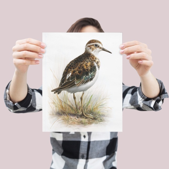 Watercolor Sandpiper Bird Portrait Wall Art Print, Unframed - Coastal Serenity - Picture 4 of 7